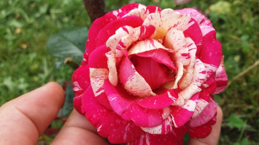 Cu o floare superba - Broceliande