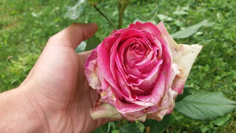 Floarea dureaza 2 saptamani si - Dimov 85-posibil Princess de Monaco