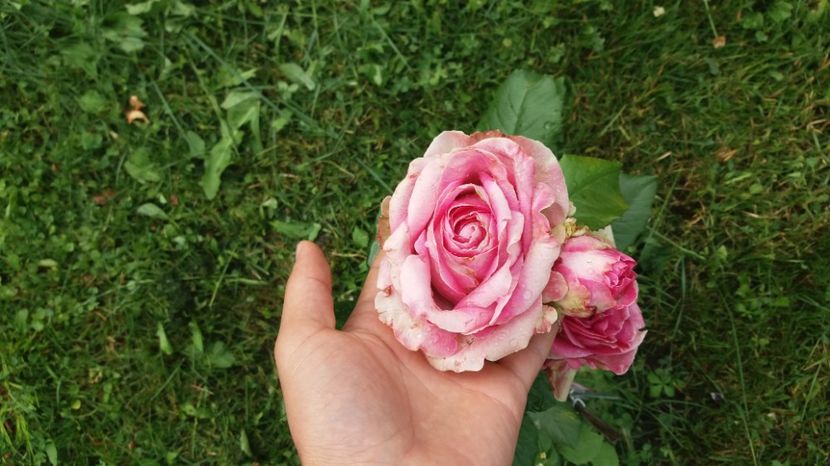 Se deschide foarte incet - Dimov 85-posibil Princess de Monaco