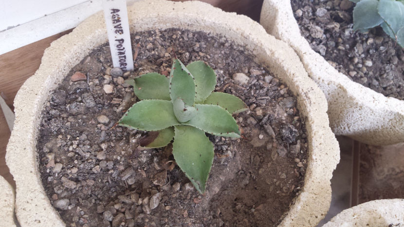 Agave Potatorum (Baby Teeth) - Agave Potatorum