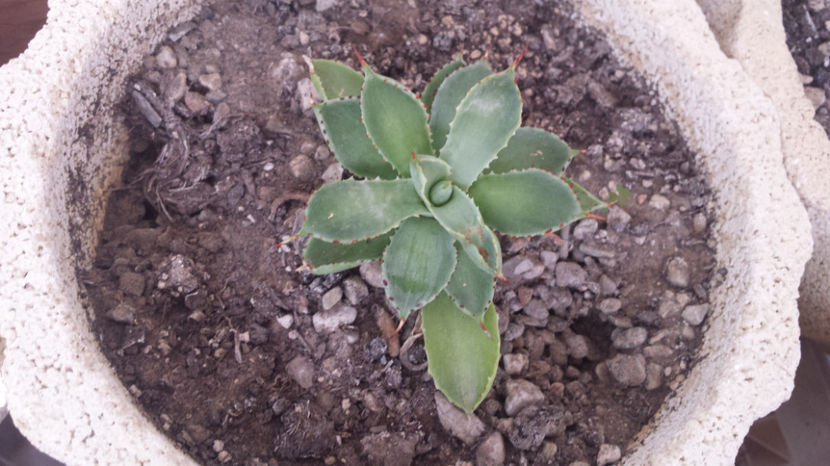 Agave Kissho Khan Striata - Agave Potatorum