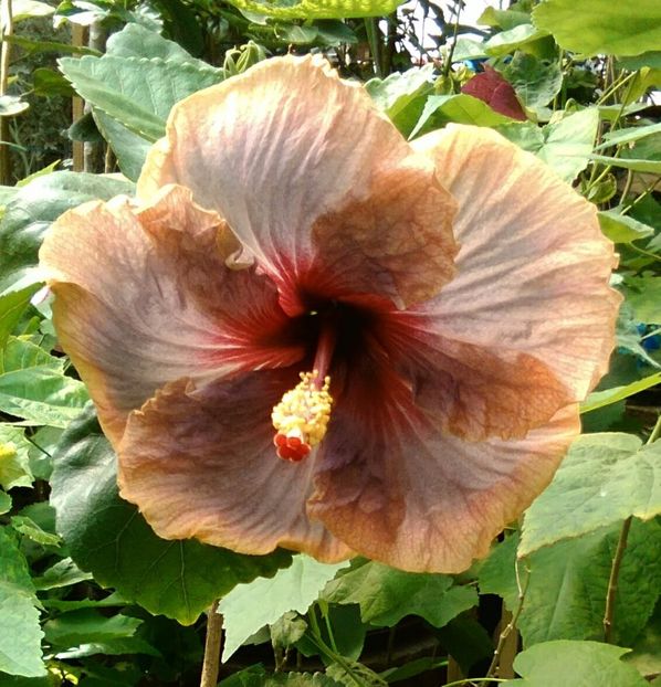  - Hibiscus Luck by Chance