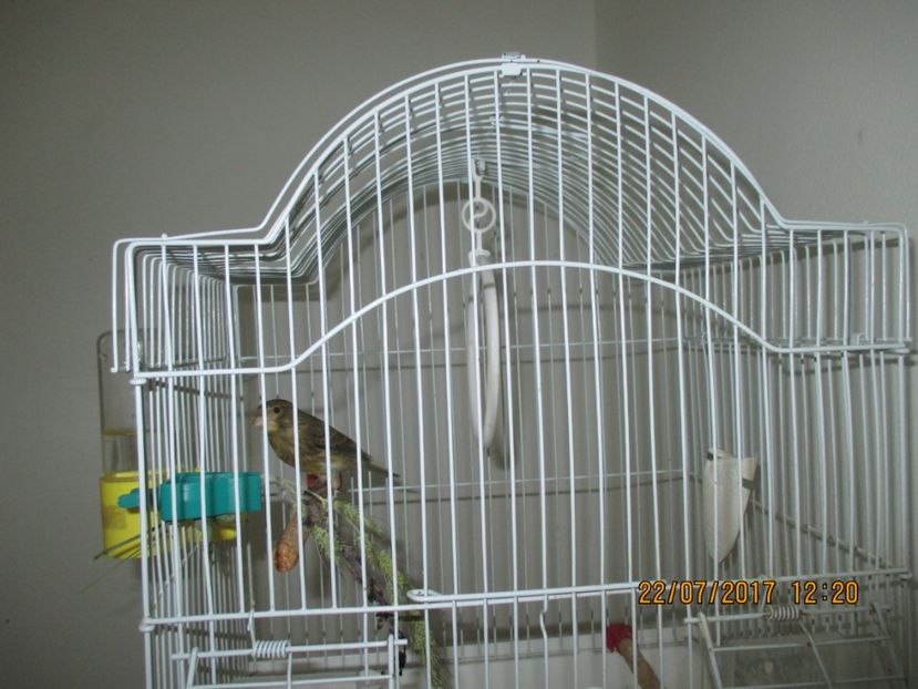 Pui de canar - Canari - 2017