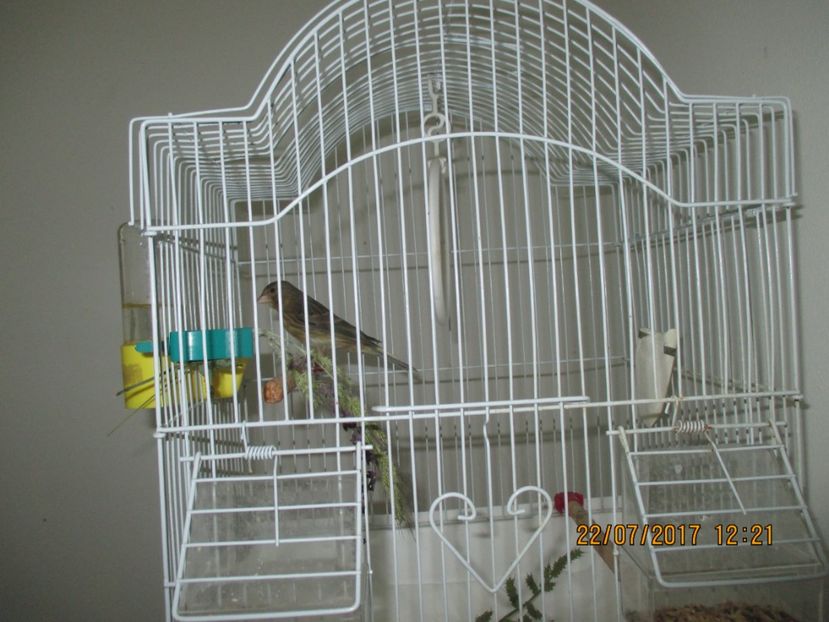 Pui de canar - Canari - 2017