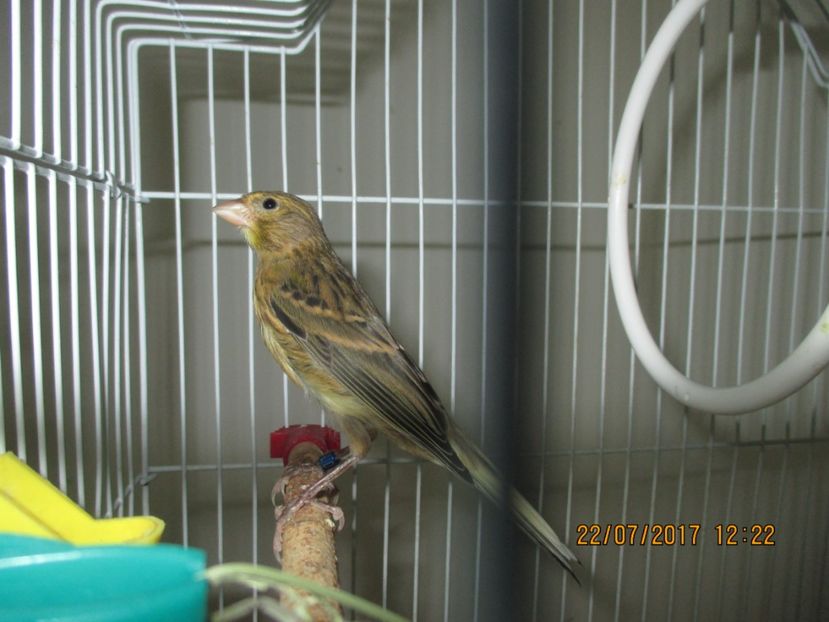 Pui de canar - Canari - 2017