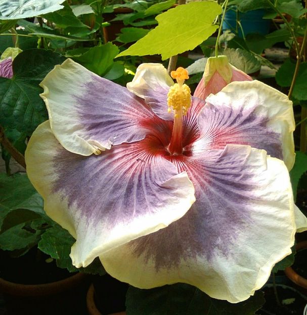  - Hibiscus Tahitian Taui