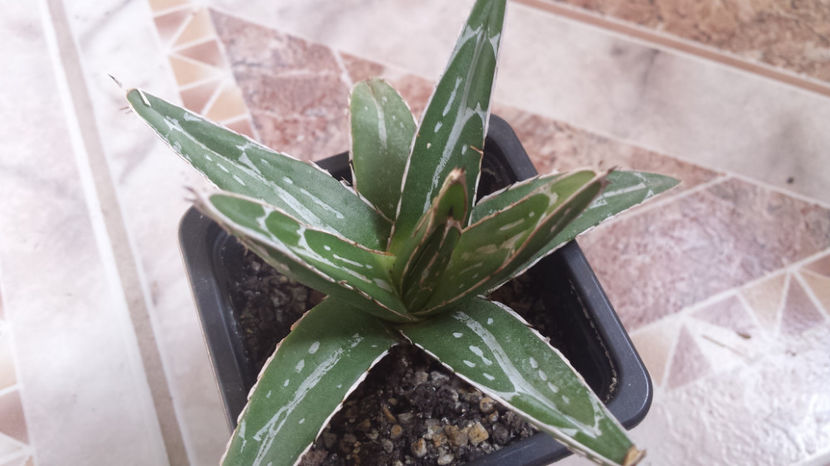 Agave Victoria Reginae 3 - Agave Victoriae-reginae