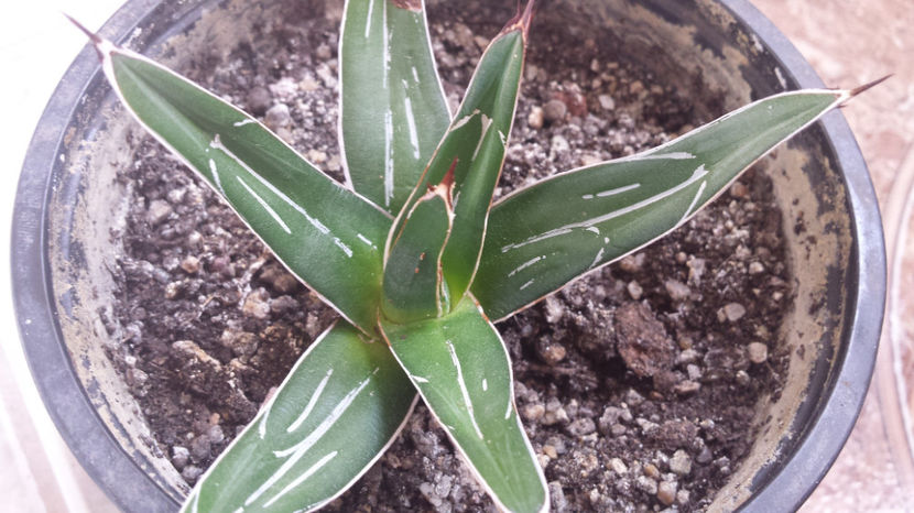 Agave Victoria Reginae 4 - Agave Victoriae-reginae