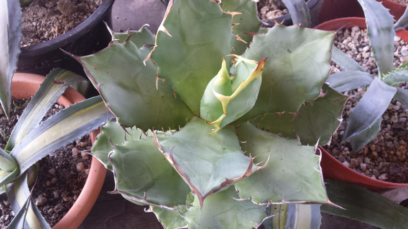 Agave Titanota Compacta - Agave Titanota