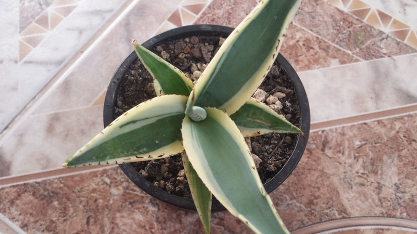 Agave  Guiengola Creme Brulee - Agave Guiengola