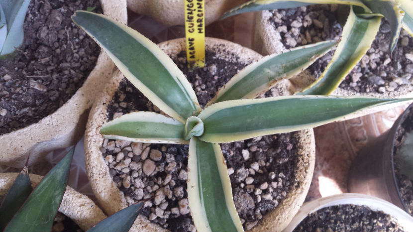 Agave  Guiengola Creme Brulee 2 - Agave Guiengola
