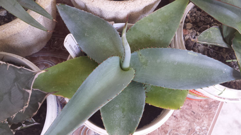 Agave Guiengola - Agave Guiengola