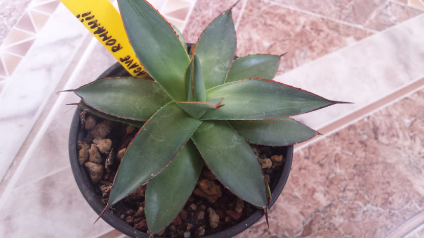 Agave Romanii - Agave Romanii _ filifera x mitis albicans