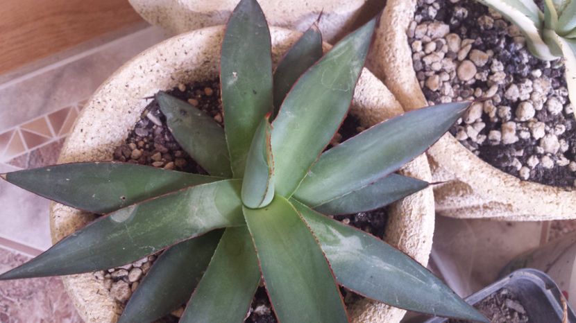 Agave Romanii 2 - Agave Romanii _ filifera x mitis albicans