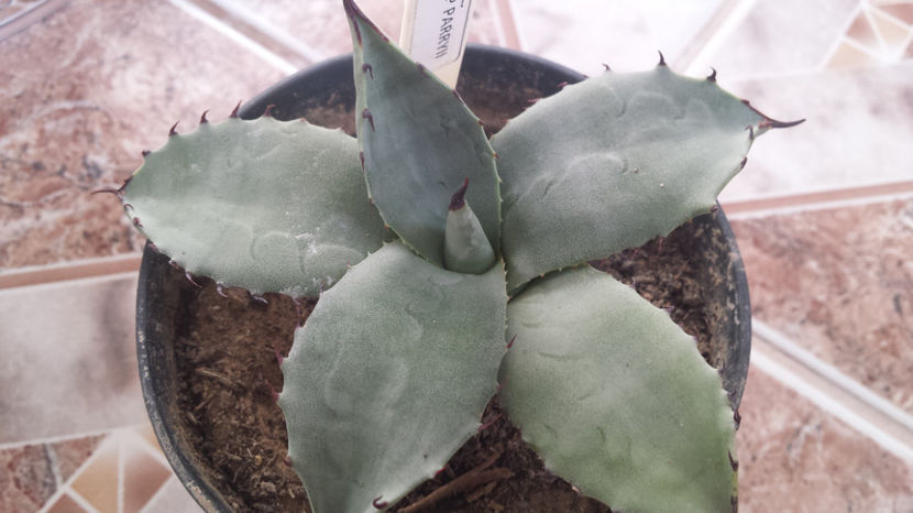 Agave Parryi ssp Parryi - Agave Parryi