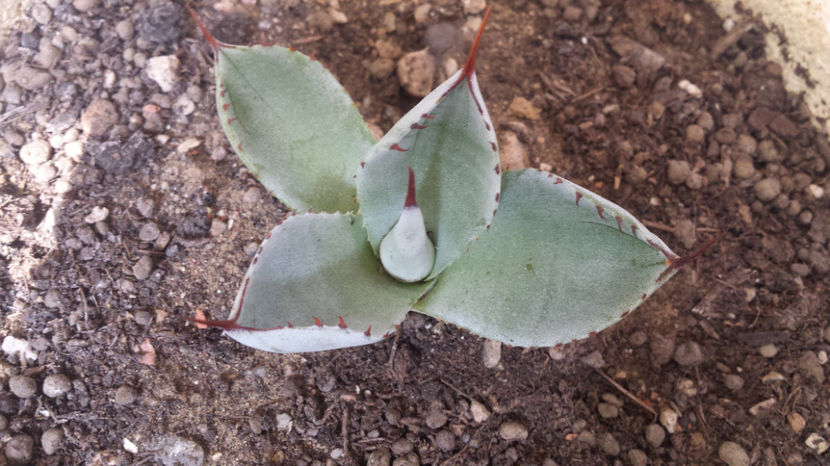 Agave Parryi - Agave Parryi