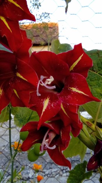 P_20170718_204328_BF - Gladiole