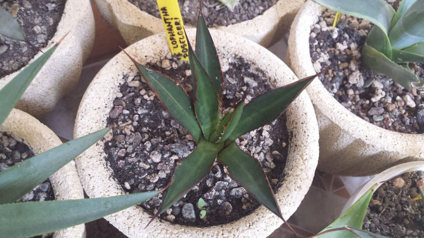 Agave Lophantha Poselgeri - Agave Lophantha