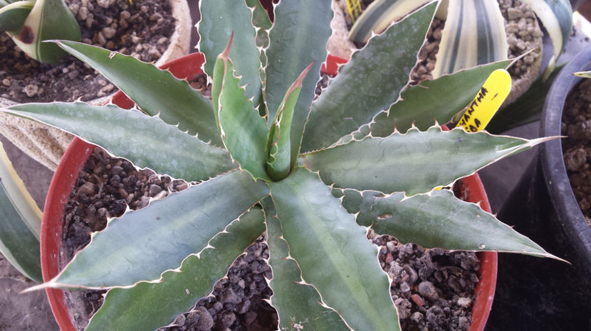 Agave Lophantha Splendida - Agave Lophantha