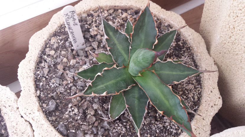 Agave Xylonacantha - Agave Xylonacantha