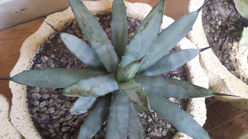 Agave macroacantha - Agave Macroacantha