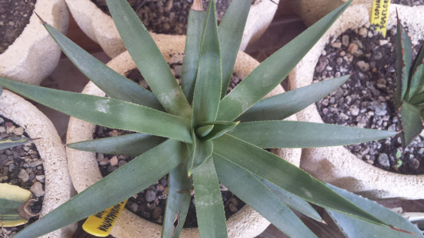Agave Macroacantha X Rzedowskiana - Agave Macroacantha