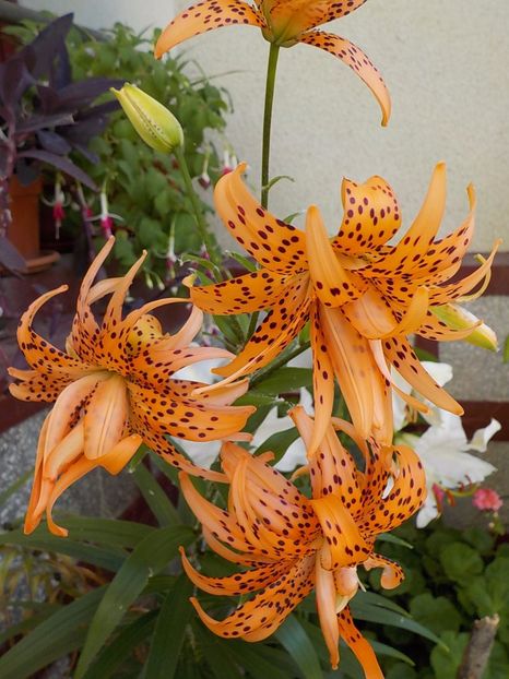 - lancifolium