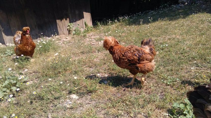 20226373_1916494311949089_215861492_o - Găini moțate - Petrila - Hunedoara - Date de contact - 0736386535 - Negru Lucian