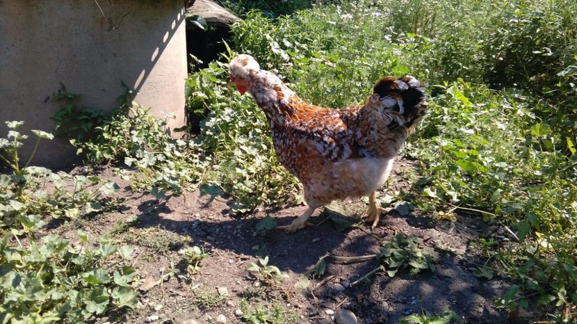 20226438_1916494015282452_544810460_o - Găini moțate - Petrila - Hunedoara - Date de contact - 0736386535 - Negru Lucian