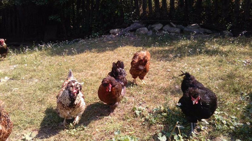 20226634_1916494115282442_419494424_o - Găini moțate - Petrila - Hunedoara - Date de contact - 0736386535 - Negru Lucian