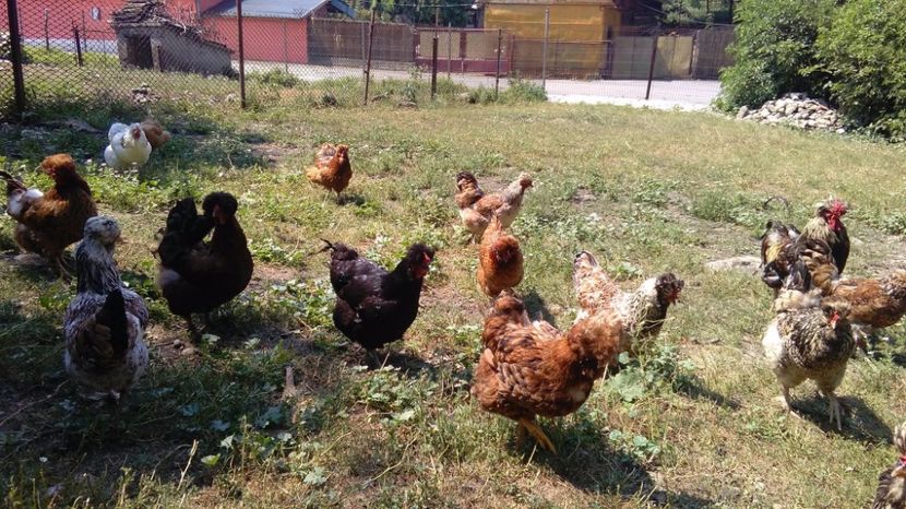 20227643_1916493871949133_1780024514_o - Găini moțate - Petrila - Hunedoara - Date de contact - 0736386535 - Negru Lucian