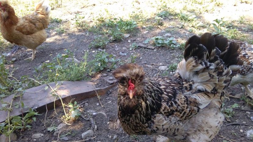 20227768_1916493205282533_676715452_o - Găini moțate - Petrila - Hunedoara - Date de contact - 0736386535 - Negru Lucian