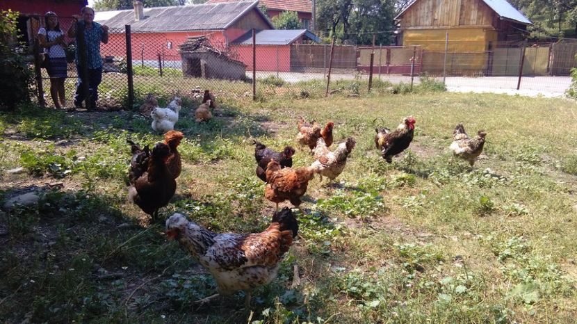 20227832_1916493808615806_581148468_o - Găini moțate - Petrila - Hunedoara - Date de contact - 0736386535 - Negru Lucian