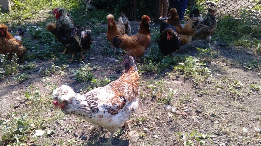 20227932_1916493511949169_1936590468_o - Găini moțate - Petrila - Hunedoara - Date de contact - 0736386535 - Negru Lucian