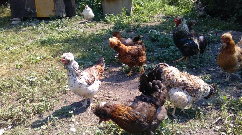 20251270_1916493615282492_135778466_o - Găini moțate - Petrila - Hunedoara - Date de contact - 0736386535 - Negru Lucian