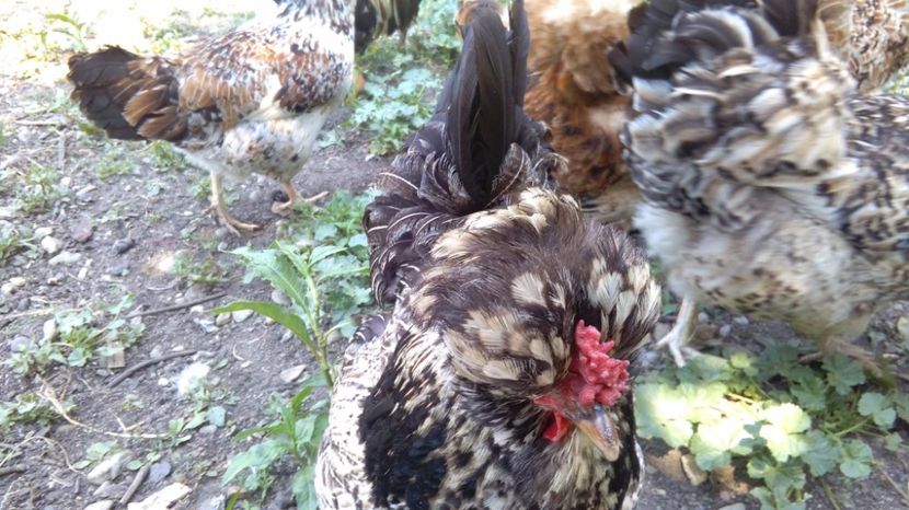 20251355_1916493301949190_1460175578_o - Găini moțate - Petrila - Hunedoara - Date de contact - 0736386535 - Negru Lucian