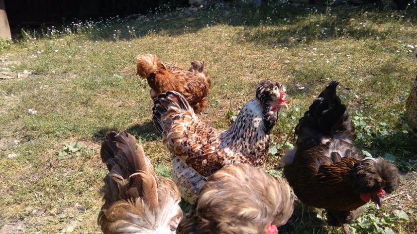 20257746_1916494248615762_859144324_o - Găini moțate - Petrila - Hunedoara - Date de contact - 0736386535 - Negru Lucian