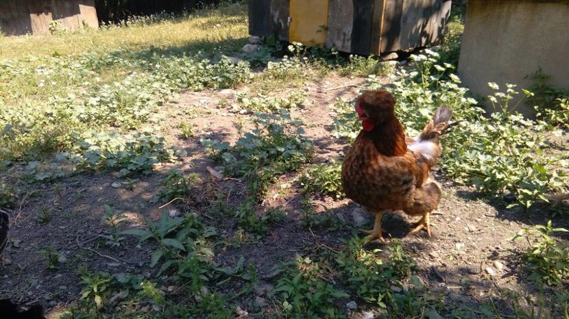 20273039_1916493138615873_1756719314_o - Găini moțate - Petrila - Hunedoara - Date de contact - 0736386535 - Negru Lucian