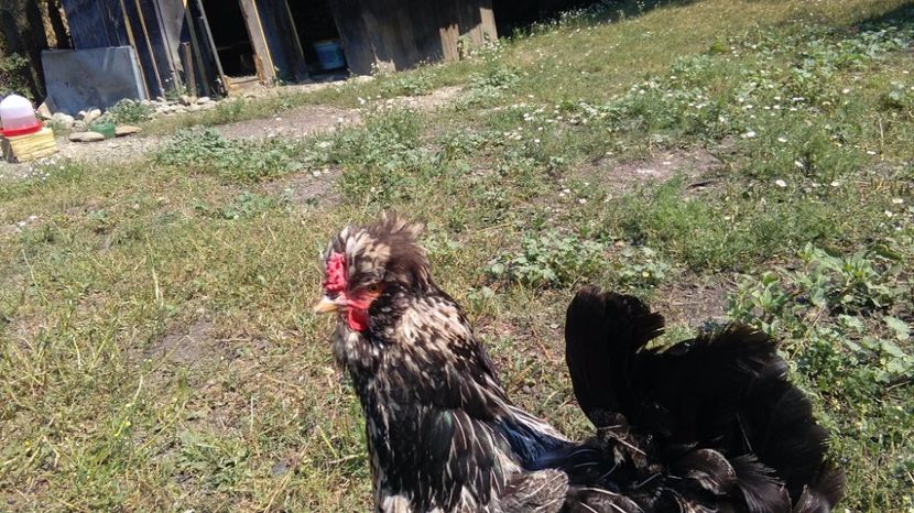 20273108_1916493751949145_442617813_o - Găini moțate - Petrila - Hunedoara - Date de contact - 0736386535 - Negru Lucian