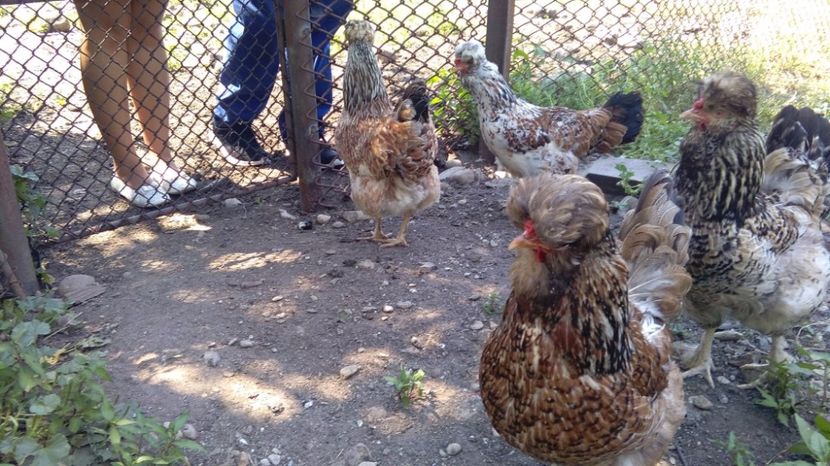 20273120_1916493465282507_495331053_o - Găini moțate - Petrila - Hunedoara - Date de contact - 0736386535 - Negru Lucian