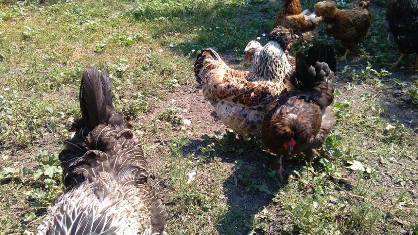 20273426_1916493585282495_680883693_o - Găini moțate - Petrila - Hunedoara - Date de contact - 0736386535 - Negru Lucian