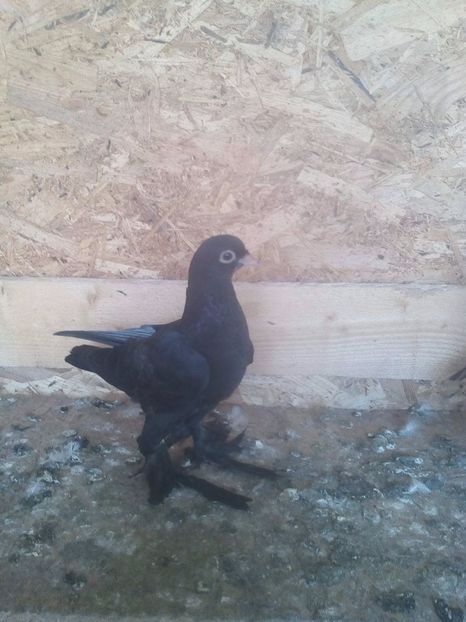 20273400_863289247159896_29014136_o - pui jucausi