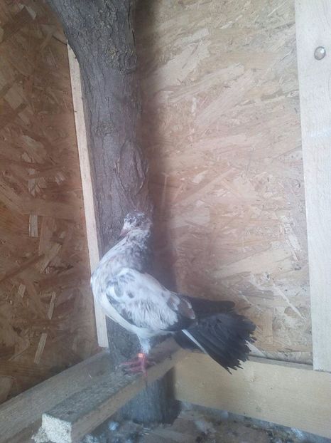 pui perechea 1 - Pui curcani