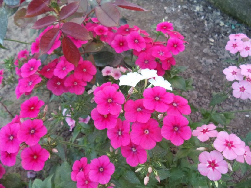  - PHLOX PITIC