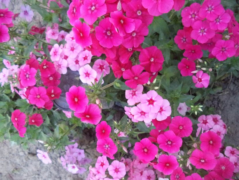  - PHLOX PITIC