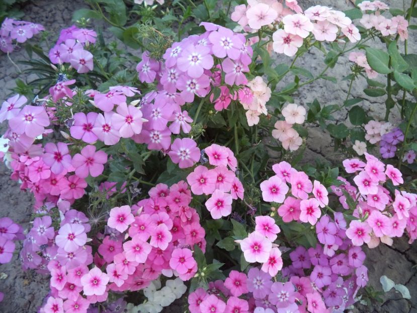  - PHLOX PITIC
