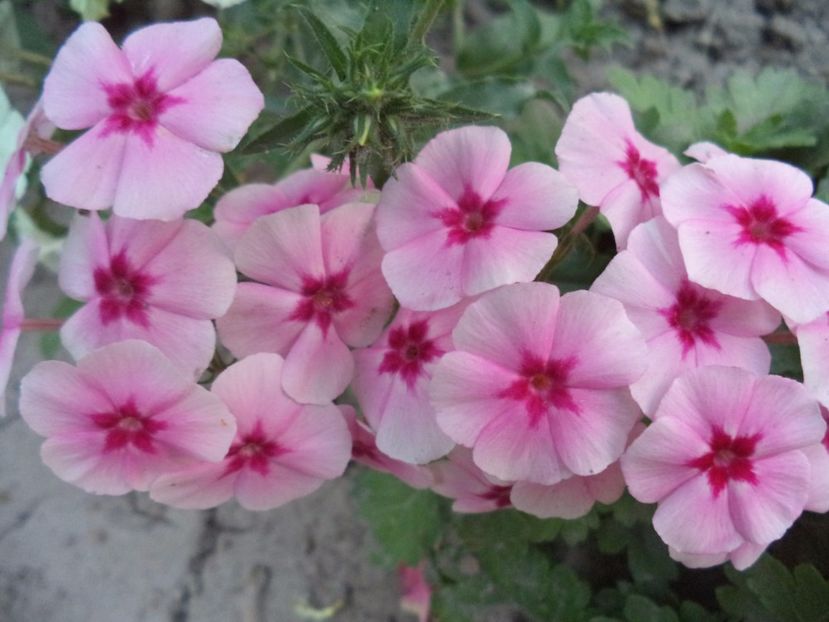  - PHLOX PITIC