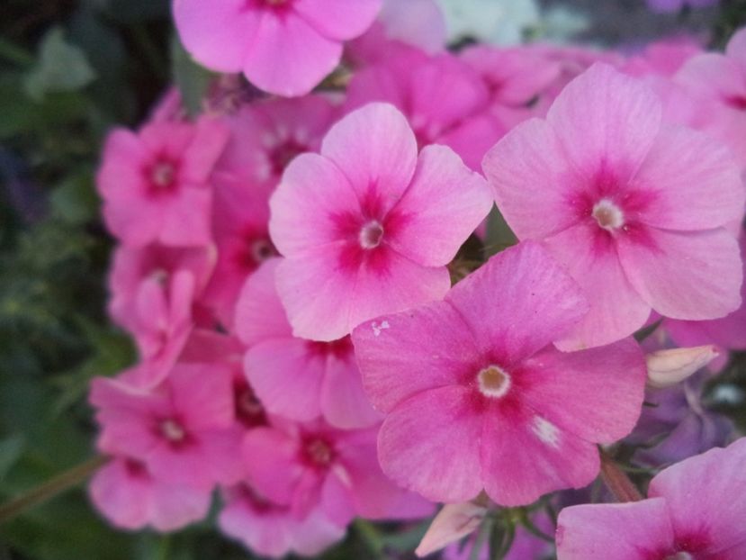  - PHLOX PITIC