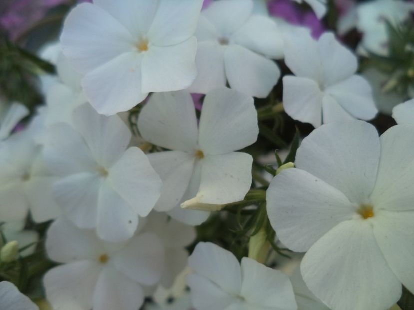  - PHLOX PITIC