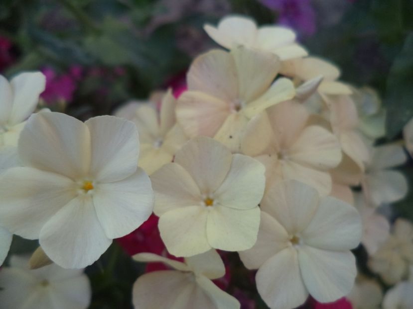  - PHLOX PITIC